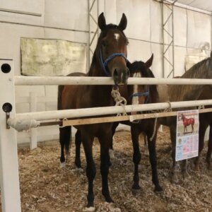 tay satisinda rekor gelir nHsSUuyw