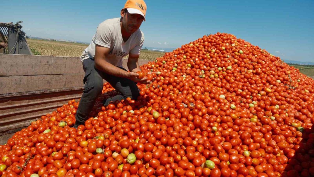Ekim alanı daralan domateste fiyatlar çiftçi lehine 3 kat katladı ekim alani daralan domateste fiyatlar ciftci lehine 3 kat katladi gCGGkDjm