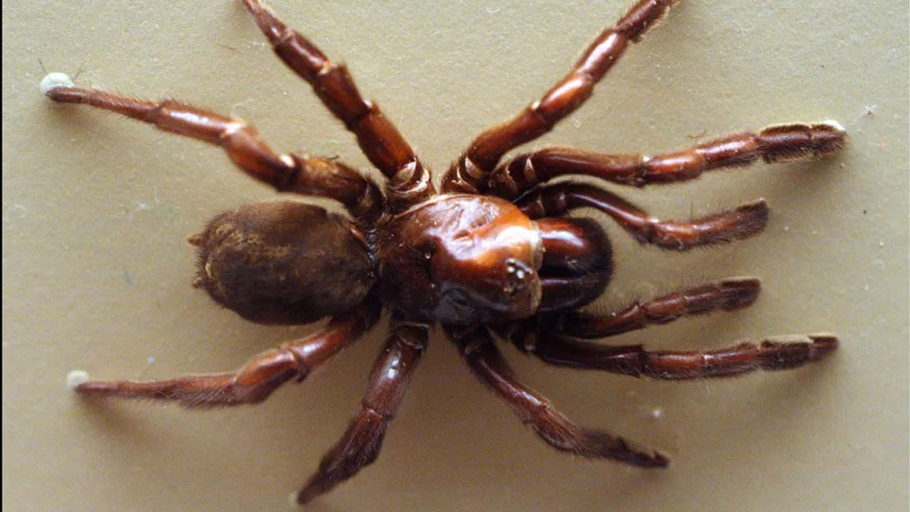 en uzun sure yasayan orumcek oldugu yasa inanamayacaksiniz Dgp9U4Sn