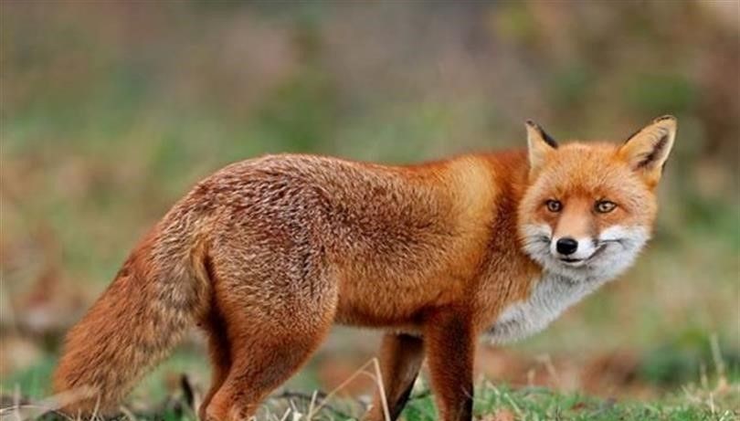 malatyada yaban hayvanlari havadan asilanacak RazaLmcN