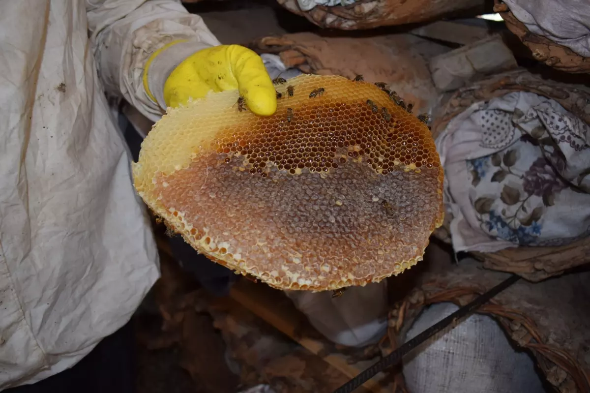 sasonda geleneksel kara kovan ariciligi 98HQjuXq