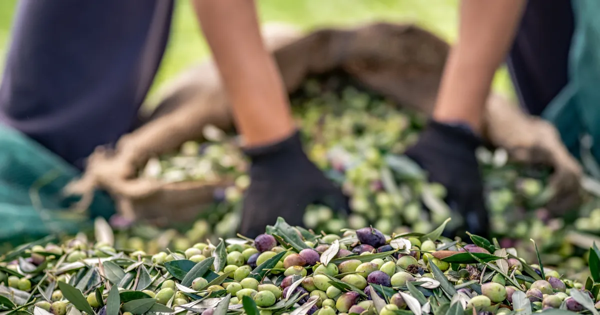 sofralik zeytin ihracatinda 255 milyon dolarlik tarihi rekor 8Pen8kdE