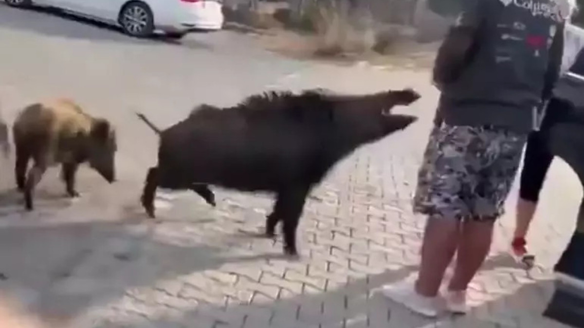 aydinda beslemeye calistigi yaban domuzu tatilcinin kolunu isirdi TKEJMpb5.jpg