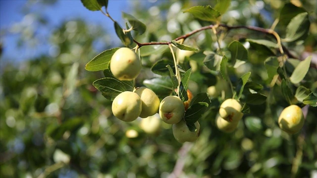 edirnede ciftciler kucuk arazilerini yuksek gelirli hunnap uretimiyle degerlendiriyor 5x4l2mDS.jpg