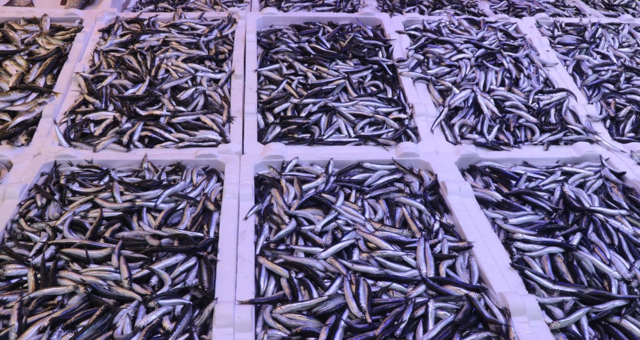 hamsiye bir haftada 100den fazla zam geldi iste nedeni qpwNnABz.jpg