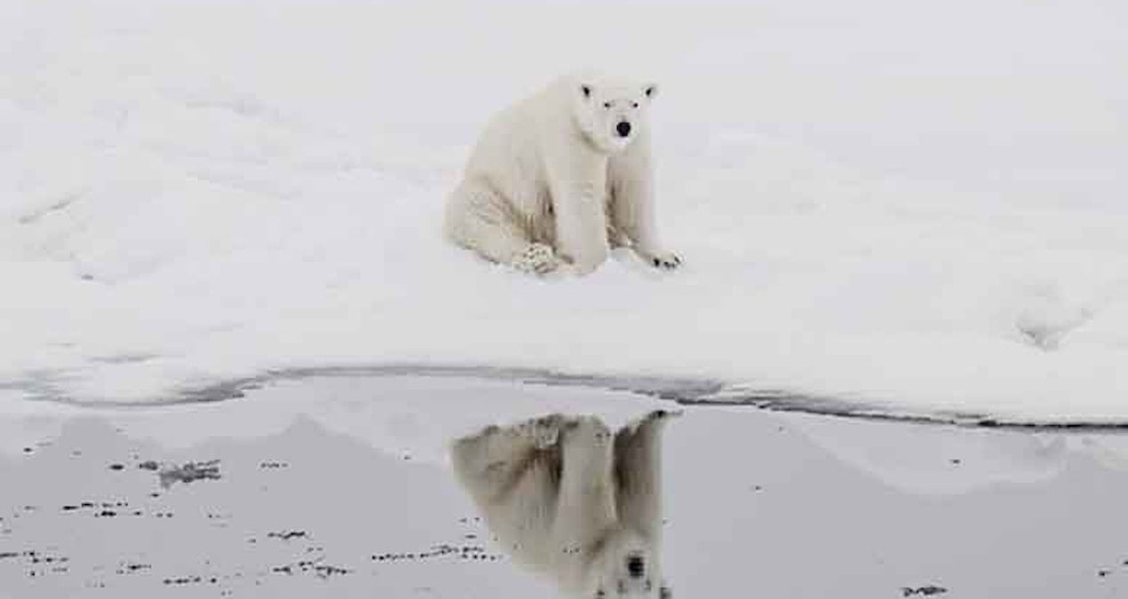 Kutup ayıları sıcağa alışmaya başladı